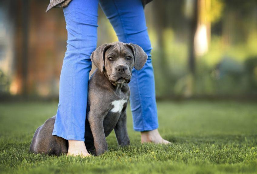 szczeniak cane corso