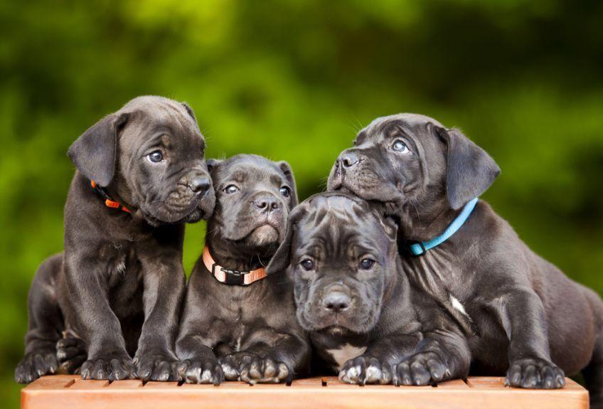 cane corso szczeniaki