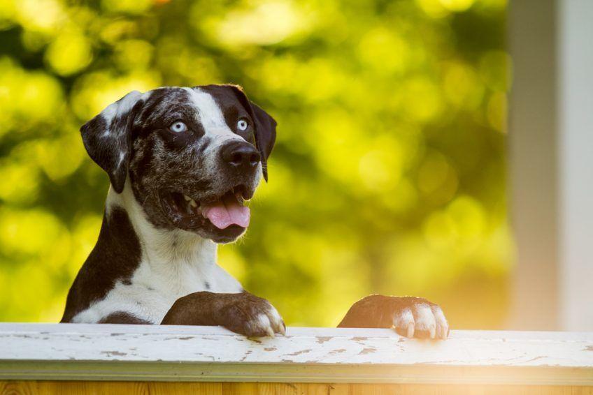 Zaglądający przez płot catahoula o niebieskich oczach