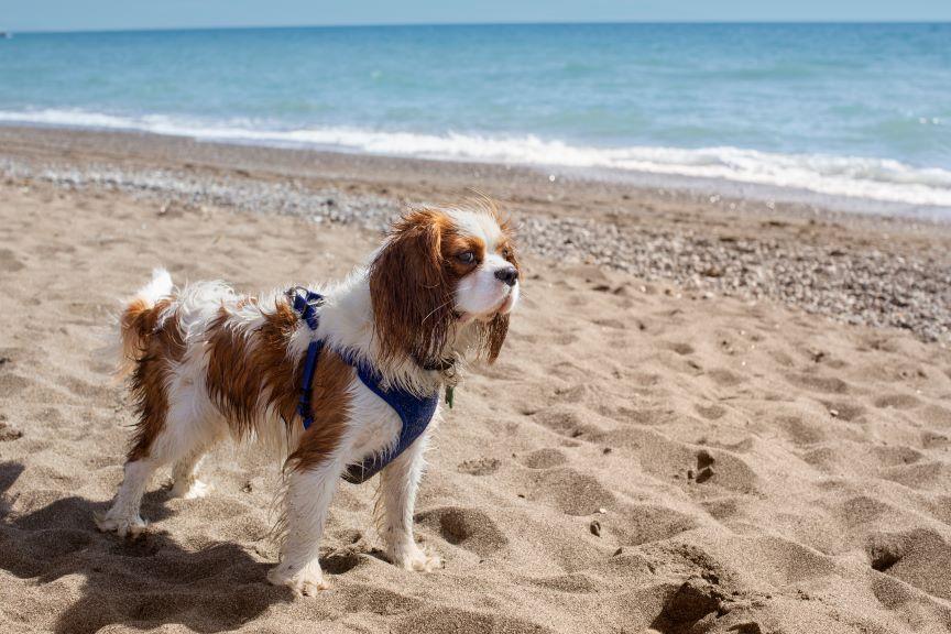 cavalier king charles spaniel