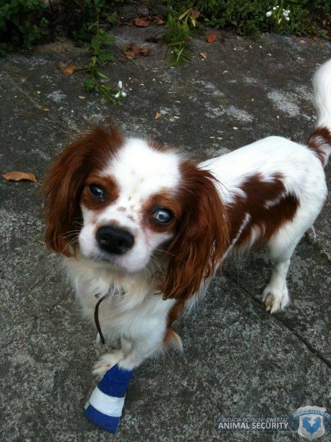 cavalier_lucky_leczony.jpg