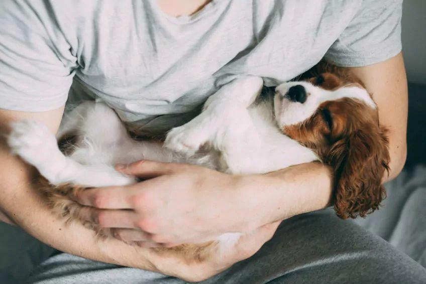 cavalier king charles spaniel śpi