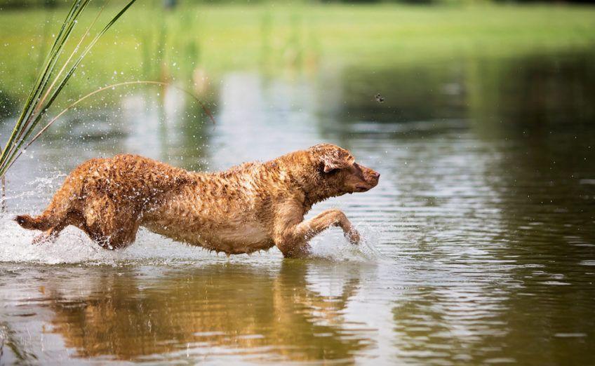Chesapeake bay retriever wskakujący do wody
