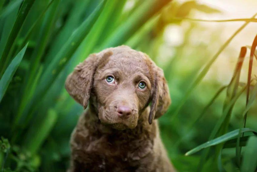 Portret szczenięcia chesapeake bay retrievera