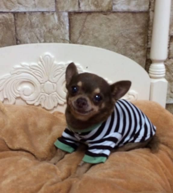 chi_brownie.jpg