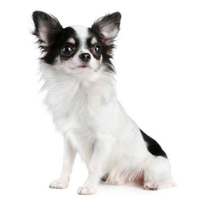 chihuahua_3.jpg