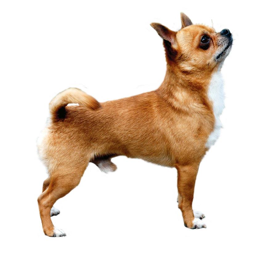 chihuahua.jpg