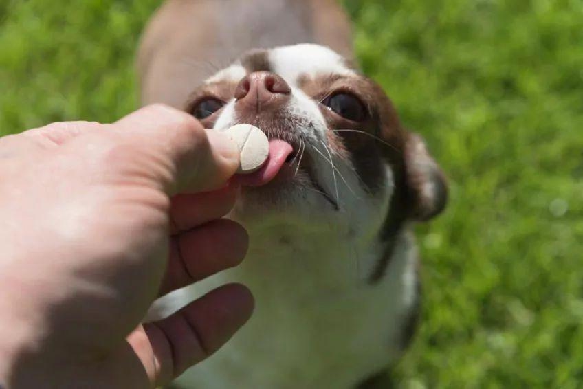 chihuahua i tabletka