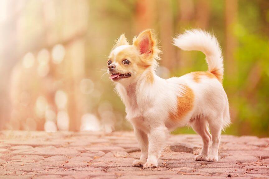 chihuahua rasy które żyją najdłużej
