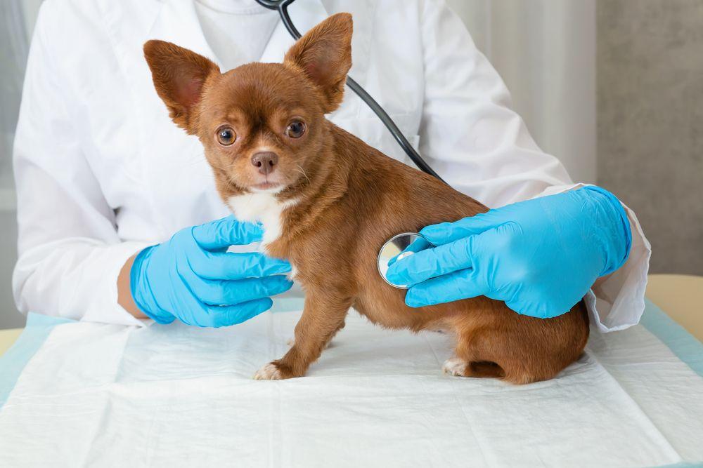 chihuahua u weterynarza