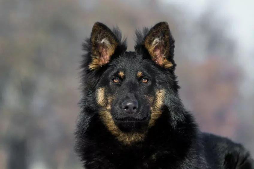 Portret chodiaka o ciemnej masce