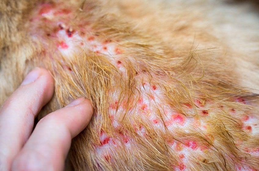 choroby dermatologiczne u psa-min.jpg