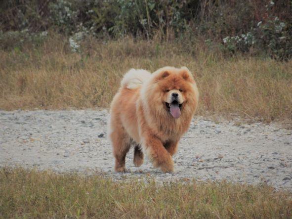 chow chow