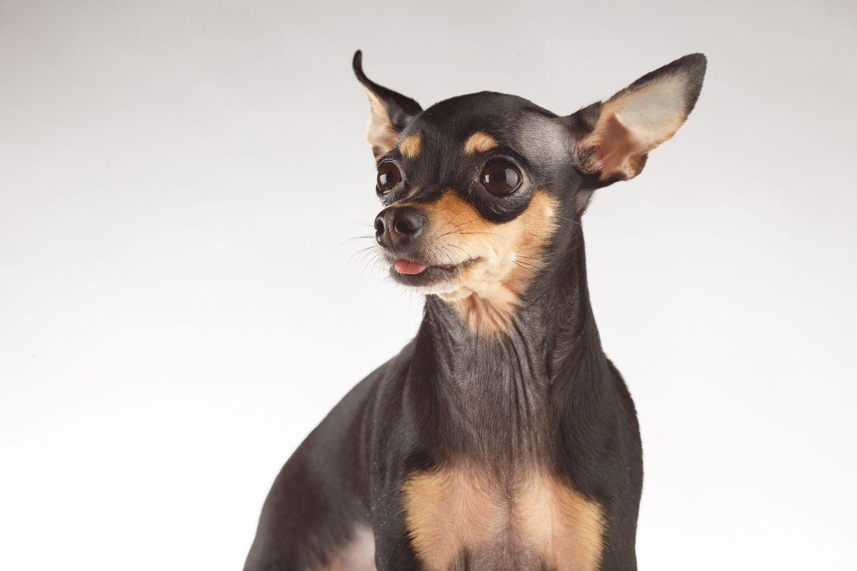 ciekawostki english toy terrier