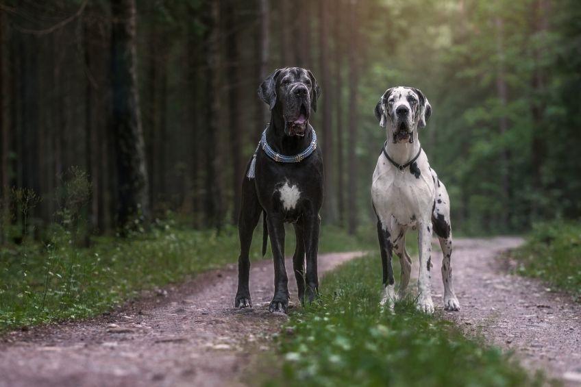 ciekawostki-o-rasie-dog-niemiecki.jpg