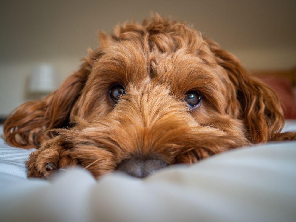 cockapoo 2.jpg
