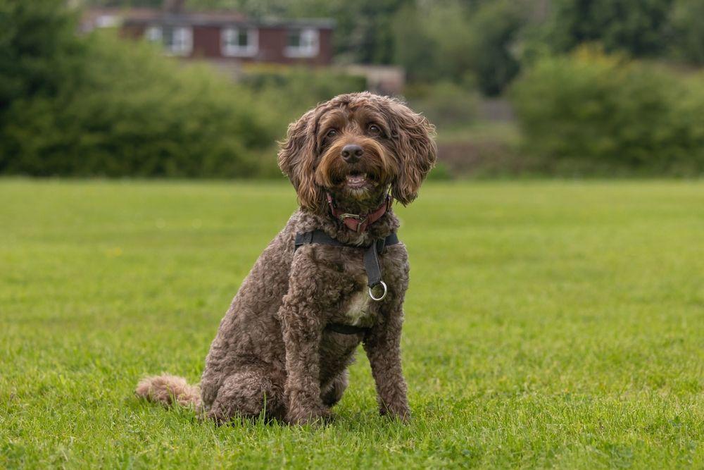 cockapoo 3.jpg
