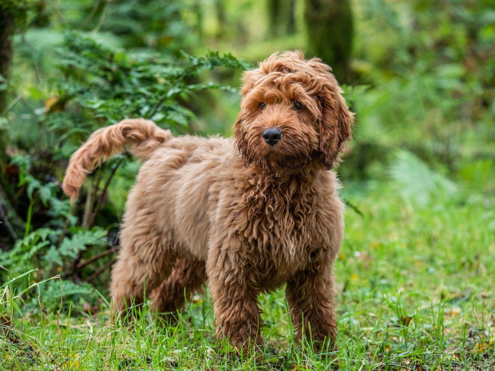 cockapoo 5.jpg