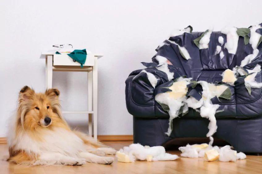 collie leży i czeka
