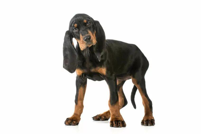 coonhound