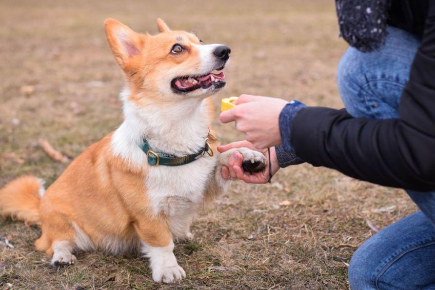 corgi i kliker