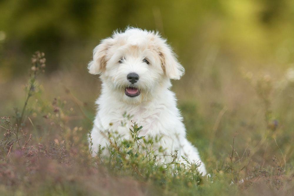 coton de tulear 2.jpg