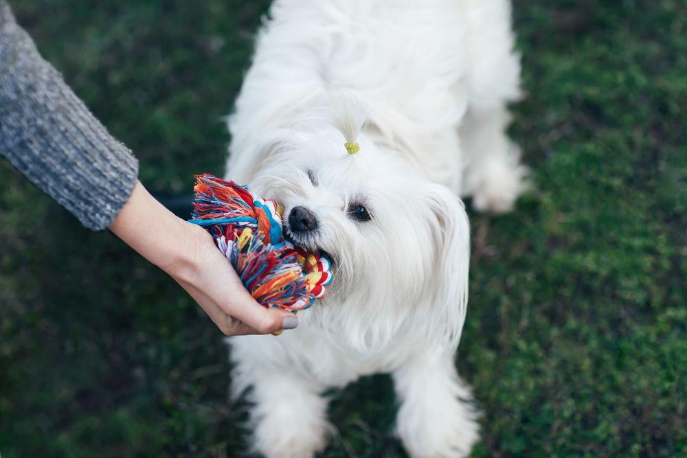 coton de tulear 5.jpg