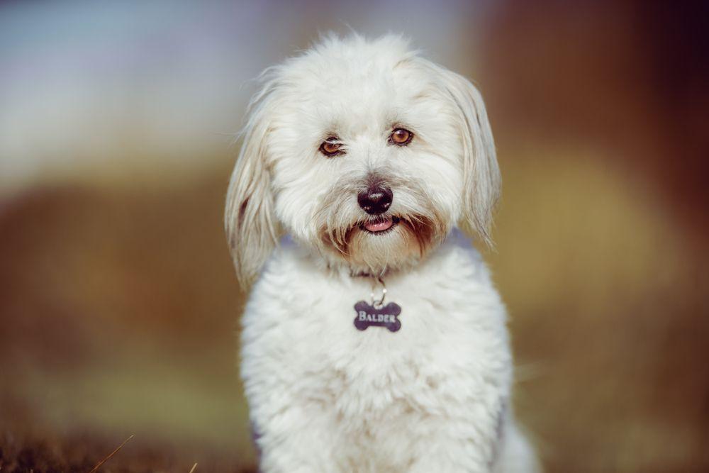 coton de tulear 6.jpg