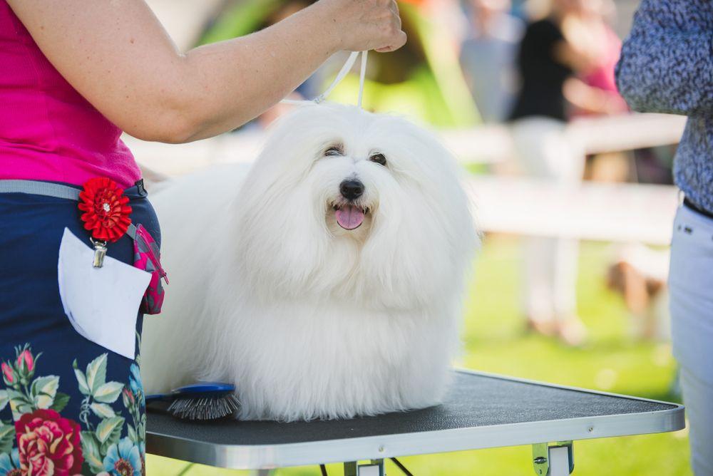 coton de tulear 7.jpg