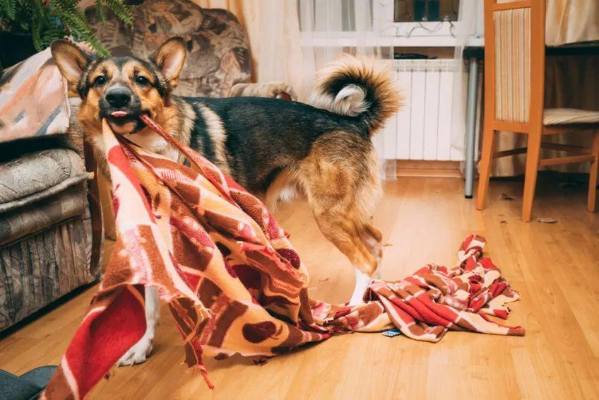 crazy dog