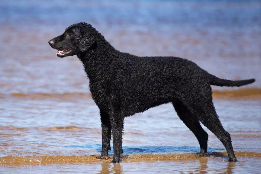 Curly coated retriever stojący w przybrzeżnej wodzie morskiej