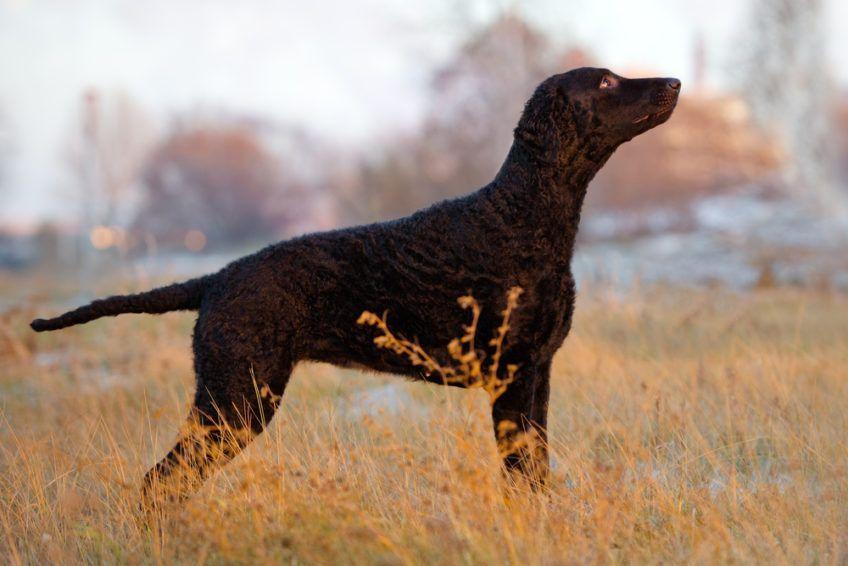 Curly coated retriever stojący na łące