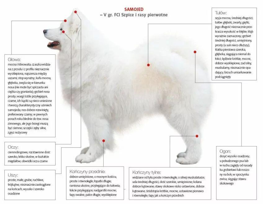 Wzorzec samojeda