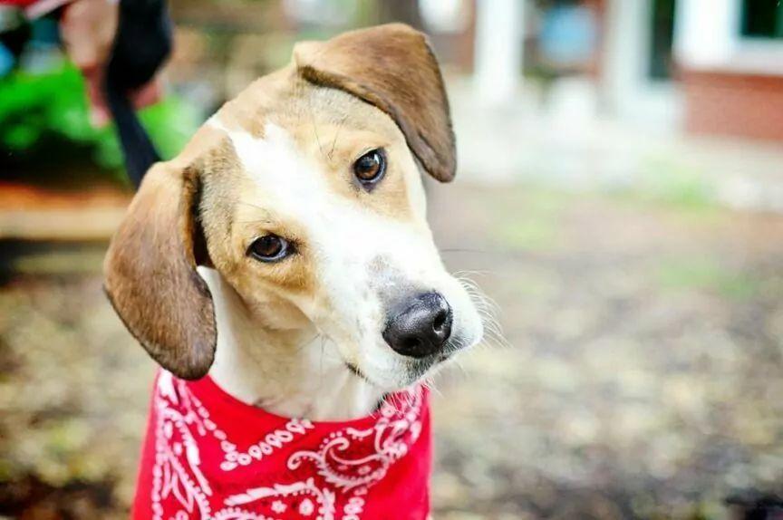 Daniel the Beagle uratowany od śmierci