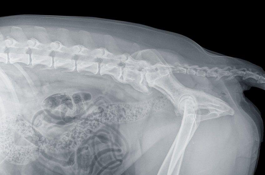 diagnostyka końskiego ogona-min.jpg