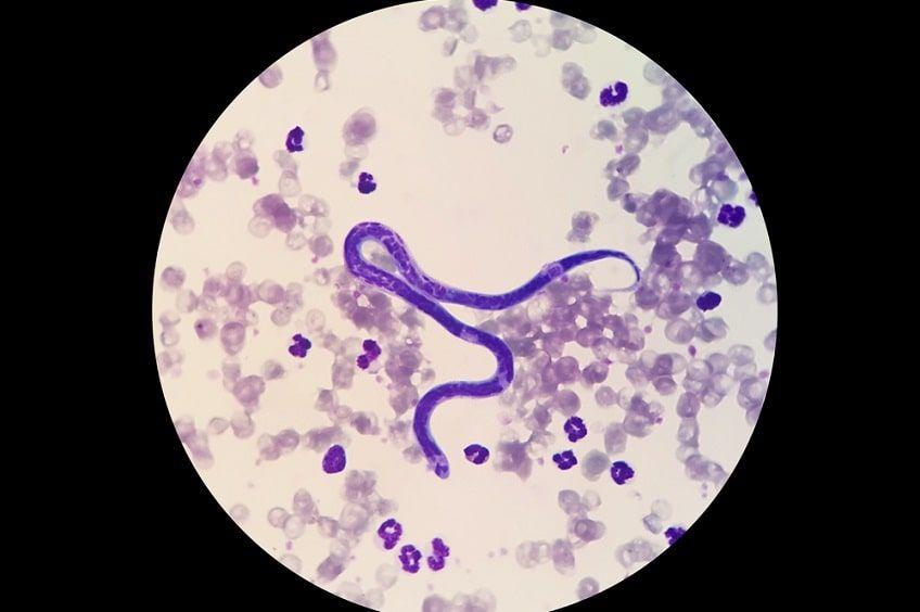 diagnozowanie dirofilariozy(1)-min.jpg