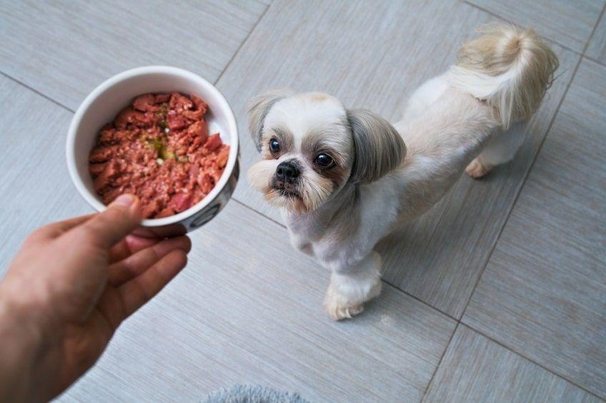 dieta cukrzycowa dla psa