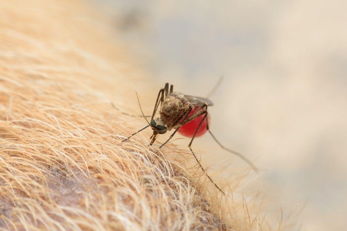 dirofilarioza u psa