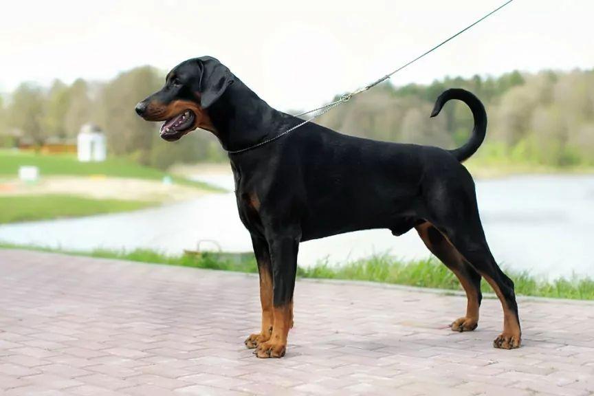 Doberman stojący w pozycji wystawowej