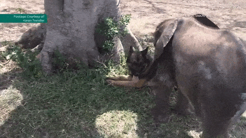 dog-and-elephant.gif