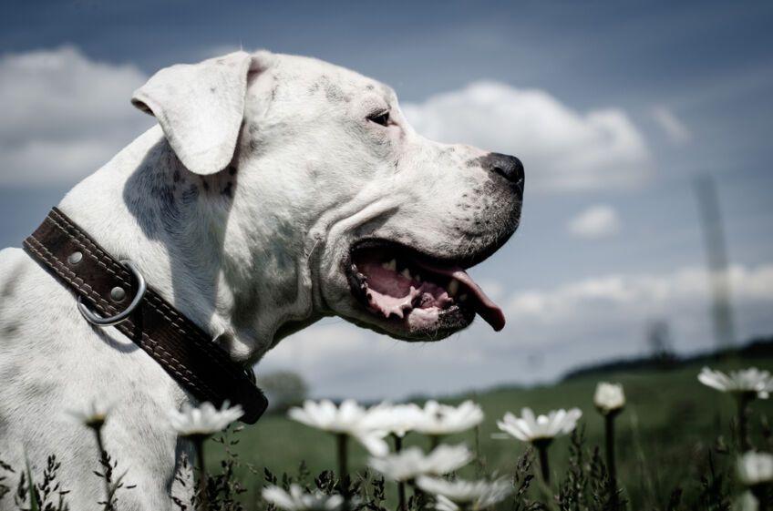 dog argentyński