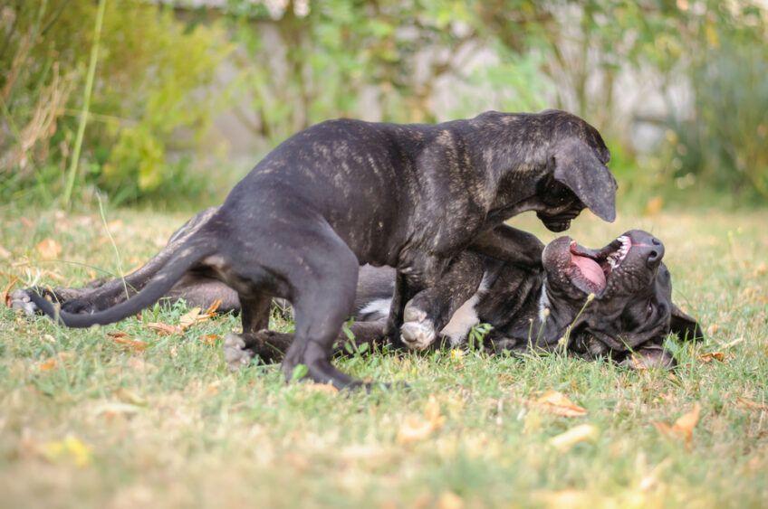 dog kanaryjski presa canario