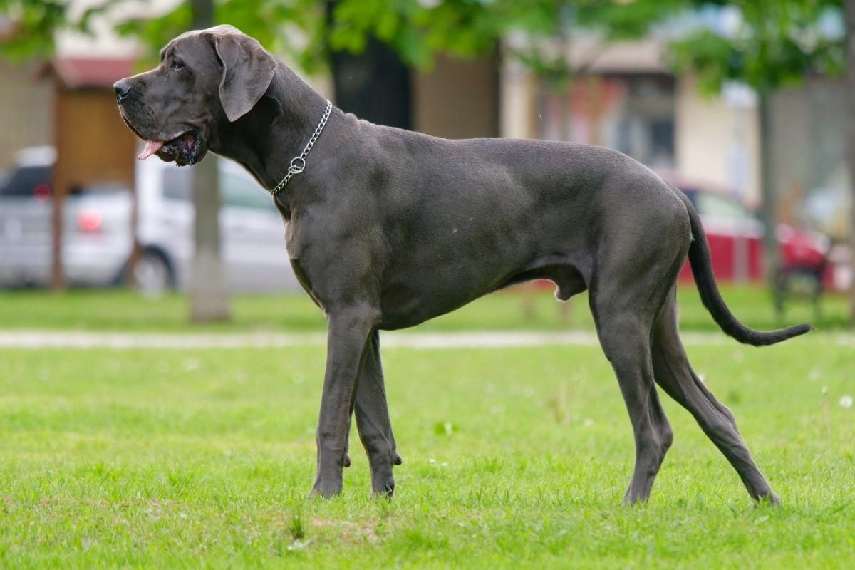 dog niemiecki