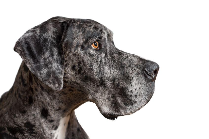 dog niemiecki opis rasy