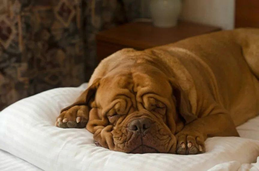 kanapowce xxl, dogue de bordeaux śpi
