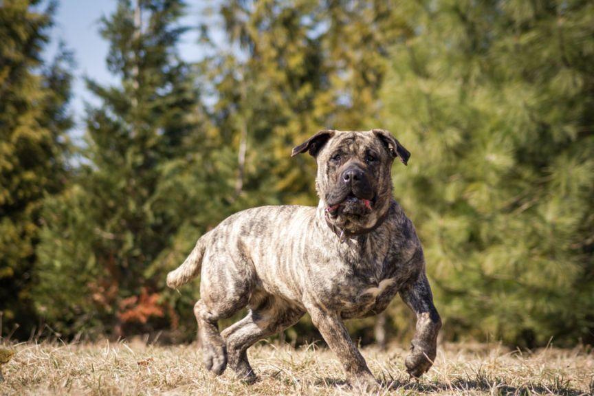 dogo canario, Karolina Wajka