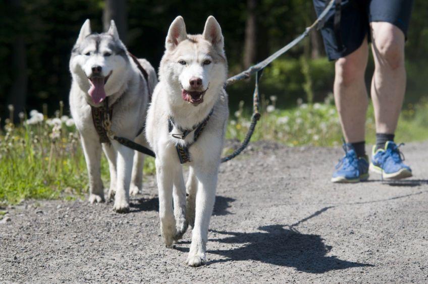 dogtrekking