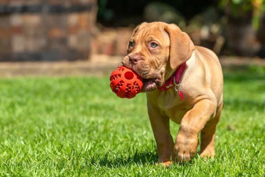 dogue de bordeaux