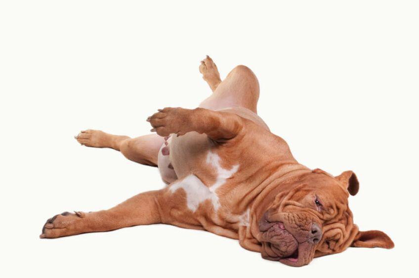 dogue de bordeaux