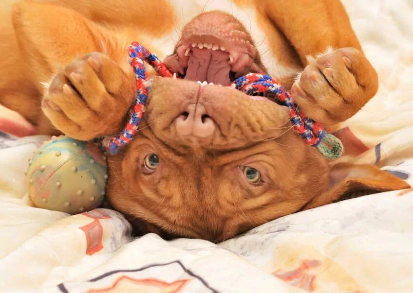 dogue de bordeaux